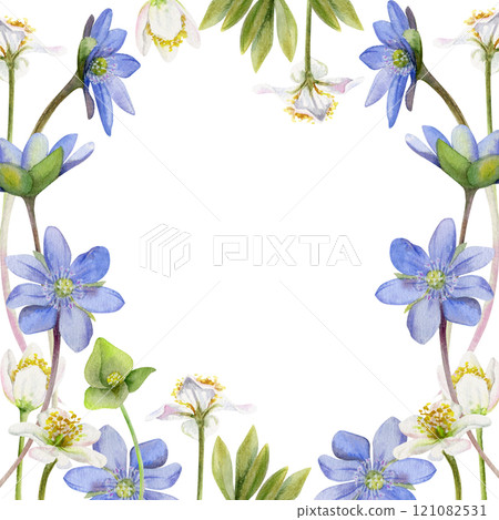 Spring ephemera flowers, white forest anemone primrose bloodroot, blue hepatica forget-me-not flax, grass, hand drawn in watercolor. Border frame illustration, for wedding, florist shop, stationery Spring ephemera flowers, white forest anemone primrose bloodroot, blue hepatica forget-me-not flax, grass, hand drawn in watercolor. Border frame illustration, for wedding, florist shop, stationery 121082531