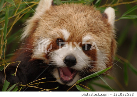 The red panda is an endangered species 121082558