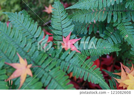 Fallen autumn leaves on a fern 121082608