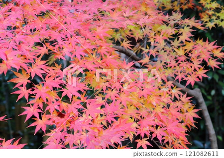 Bright autumn leaves Bright autumn leaves 121082611
