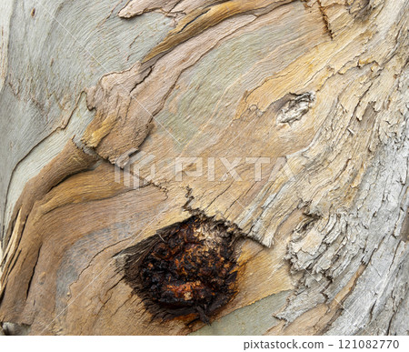 Eucalyptus, Eucalypt pinaster trunk symbol. Texture made of Eucalyptus, Eucalypt tree bark. Beautiful Eucalyptus, Eucalypt pinaster trunk background. Conceptual image. Peaceful nature. 121082770