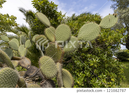 View with cactus. Detail view of the cardon cactus with green and torqouise colors. Peaceful nature. Peyote cactus cochineal fig cocheneel fig blad apple cactus hedge hog thistle torch thistle 121082787