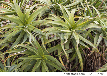 View with cactus. Detail view of the cardon cactus with green and torqouise colors. Peaceful nature. Peyote cactus cochineal fig cocheneel fig blad apple cactus hedge hog thistle torch thistle View with cactus. Detail view of the cardon cactus with green and torqouise colors. Peaceful nature. Peyote cactus cochineal fig cocheneel fig blad apple cactus hedge hog thistle torch thistle 121082788