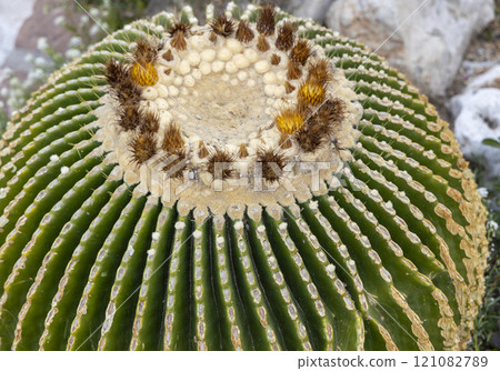 View with cactus. Detail view of the cardon cactus with green and torqouise colors. Peaceful nature. Peyote cactus cochineal fig cocheneel fig blad apple cactus hedge hog thistle torch thistle View with cactus. Detail view of the cardon cactus with green and torqouise colors. Peaceful nature. Peyote cactus cochineal fig cocheneel fig blad apple cactus hedge hog thistle torch thistle 121082789