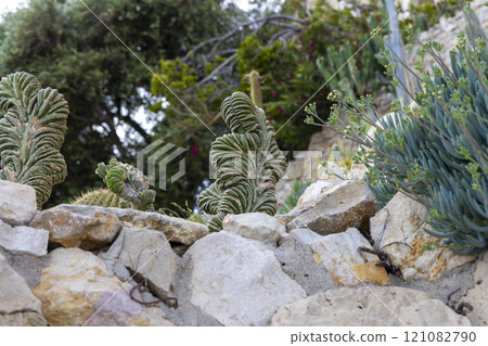 View with cactus. Detail view of the cardon cactus with green and torqouise colors. Peaceful nature. Peyote cactus cochineal fig cocheneel fig blad apple cactus hedge hog thistle torch thistle View with cactus. Detail view of the cardon cactus with green and torqouise colors. Peaceful nature. Peyote cactus cochineal fig cocheneel fig blad apple cactus hedge hog thistle torch thistle 121082790