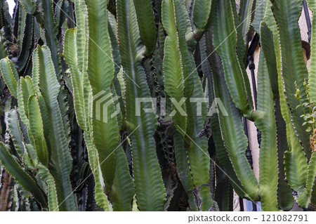 View with cactus. Detail view of the cardon cactus with green and torqouise colors. Peaceful nature. Peyote cactus cochineal fig cocheneel fig blad apple cactus hedge hog thistle torch thistle View with cactus. Detail view of the cardon cactus with green and torqouise colors. Peaceful nature. Peyote cactus cochineal fig cocheneel fig blad apple cactus hedge hog thistle torch thistle 121082791
