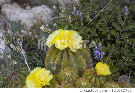 View with cactus with flowers. Detail view of the cardon cactus with green torqouise colors. Peaceful nature Peyote cactus cochineal fig cocheneel fig blad apple cactus hedge hog thistle torch thistle 121082792