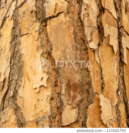 Maritime Pine, Pinus pinaster trunk symbol. Texture made of maritime pine tree bark. Beautiful Maritime Pine, Pinus pinaster trunk background. Conceptual image. Peaceful nature. 121082793