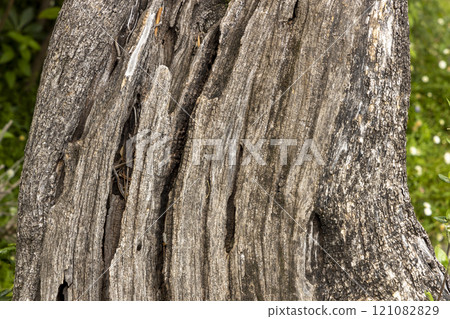 Olive tree bark pinaster trunk symbol. Texture made of olive tree bark . Beautiful olive tree bark trunk background. Greece, Conceptual image. Peaceful nature. 121082829
