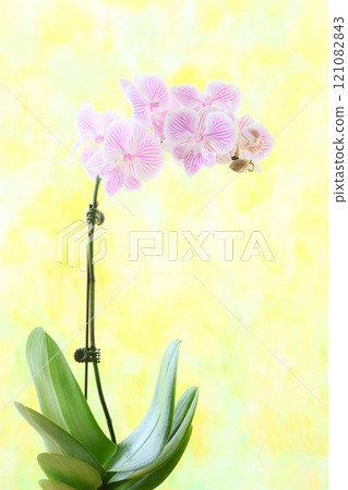 迷你蝴蝶蘭，帶有粉紅色條紋的花，明亮的背景 121082843