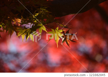 Maple leaves stand out against the bright red of autumn 121082845