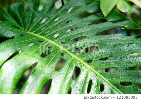 A large, green palm leaf covered in droplets, nestled among dense tropical foliage. 121083093