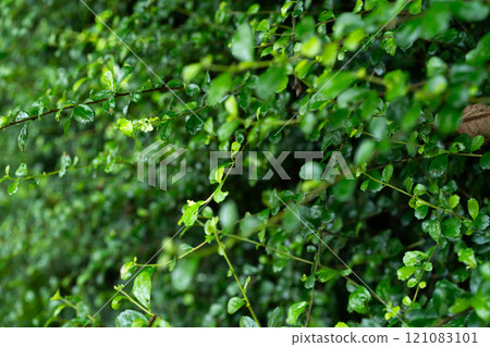 Bright, vibrant green leaves and foliage fill a tropical forest in the daylight. 121083101