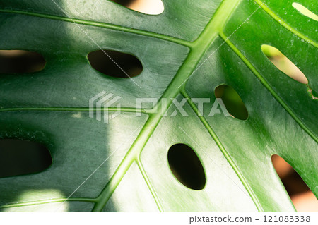 tropical leaves leaves background summer summer tropic leaf monstera トロピカル tropical leaves leaves background summer summer tropic leaf monstera トロピカル 121083338