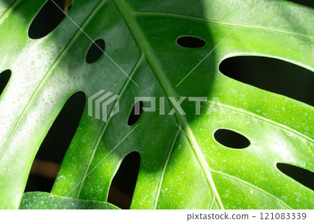 熱帶 樹葉 葉子 背景 夏天 夏季 tropic leaf monstera トロピカル 121083339