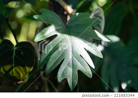 tropical leaves leaves background summer summer tropic leaf monstera トロピカル 121083344
