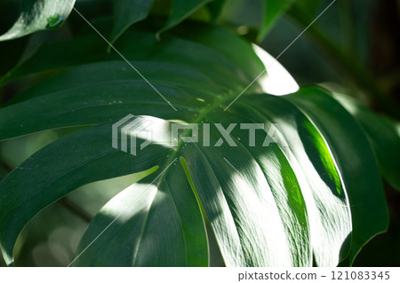 tropical leaves leaves background summer summer tropic leaf monstera トロピカル 121083345