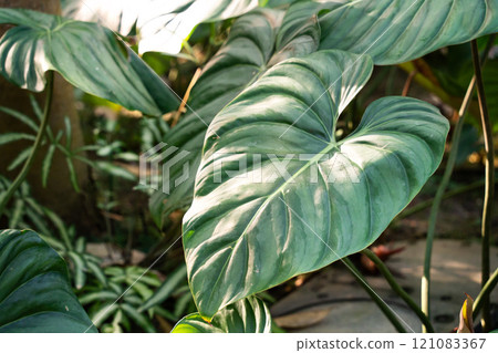 tropical leaves leaves background summer summer tropic leaf monstera トロピカル 121083367