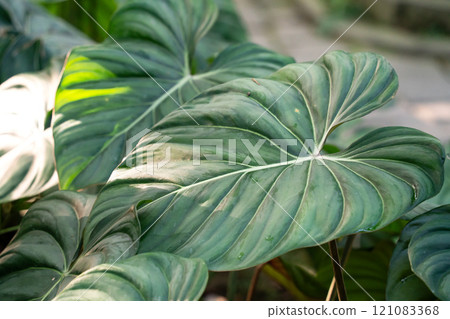 熱帶 樹葉 葉子 背景 夏天 夏季 tropic leaf monstera トロピカル 熱帶 樹葉 葉子 背景 夏天 夏季 tropic leaf monstera トロピカル 121083368