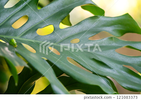 tropical leaves leaves background summer summer tropic leaf monstera トロピカル tropical leaves leaves background summer summer tropic leaf monstera トロピカル 121083373