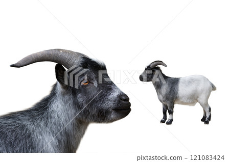 portrait goat isolated on white background portrait goat isolated on white background 121083424