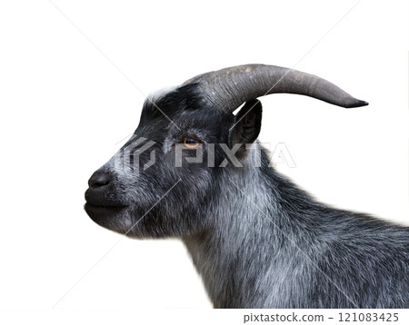portrait goat isolated on white background portrait goat isolated on white background 121083425