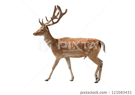 male european fallow deer isolated on white background 121083431