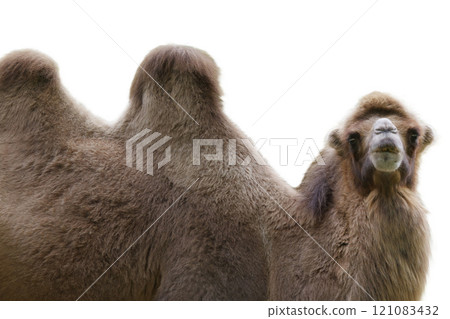 camel isolated on white background 121083432