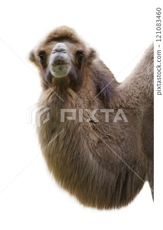 camel isolated on white background 121083460