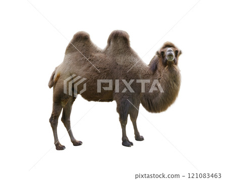 camel isolated on white background 121083463