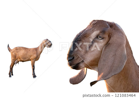 Anglo-Nubian Goat female Isolated on white background. 121083464