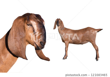 portrait goat isolated on white background portrait goat isolated on white background 121083465