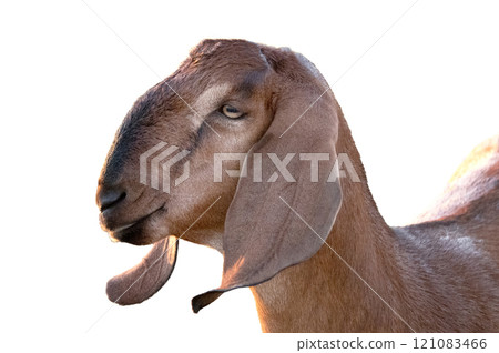 portrait goat isolated on white background 121083466