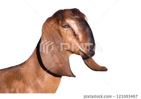 portrait goat isolated on white background portrait goat isolated on white background 121083467