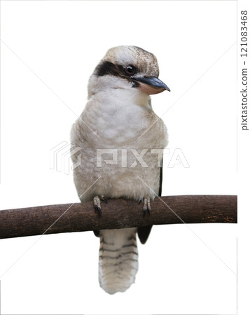 Kookaburra isolated on white background 121083468