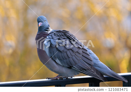 sitting forest pigeon on the balcony of a house sitting forest pigeon on the balcony of a house 121083471