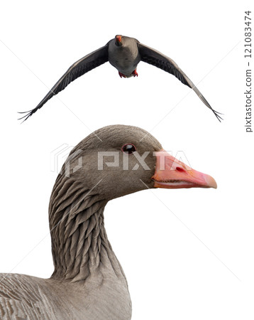 wild Gray Goose in flight isolated on white background wild Gray Goose in flight isolated on white background 121083474
