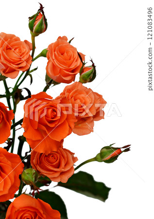 Orange roses Orange roses 121083496