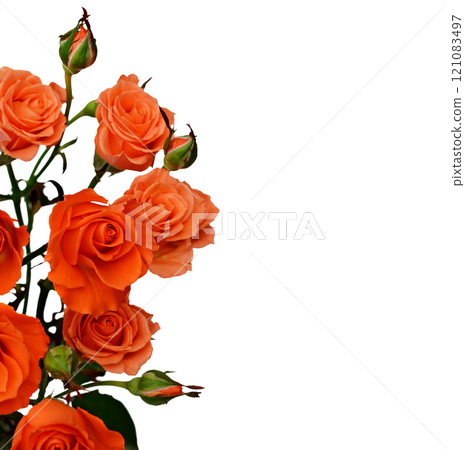 Orange roses Orange roses 121083497