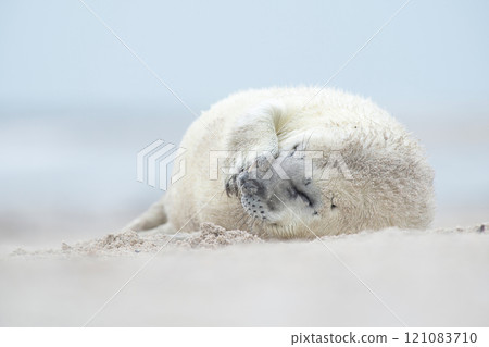 Cute white baby of a grey seal lying on a beach making a funny face 121083710