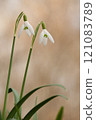 Close up of  two snowdrops in bloom with a natural background 121083789