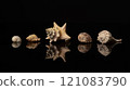 Row of pretty shells on a black background with their reflection 121083790