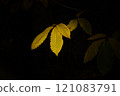 Yellow chestnut leaf in the sunlight  during autumn 121083791