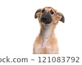 Portrait of a cute silken windsprite puppy isolated on a white background 121083792