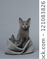 Two cute grey Russian blue kitten in a grey basket on a grey background looking at the camera, one alert and one shy 121083826