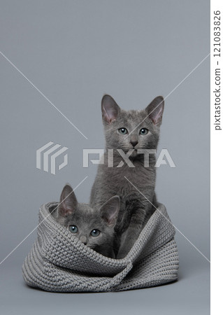 Two cute grey Russian blue kitten in a grey basket on a grey background looking at the camera, one alert and one shy 121083826