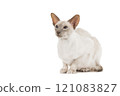 Siamese cat with blue eyes looking away isolated on a white background 121083827