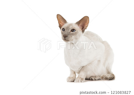 Siamese cat with blue eyes looking away isolated on a white background 121083827