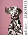 Pretty brown spotted  dalmatian dog portrait looking up on a pink background 121083828
