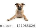 Cute silken windsprite puppy lying down seen from the front looking at the camera isolated on a white background 121083829